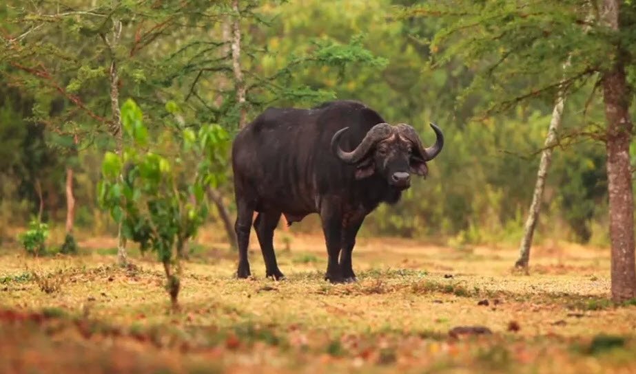 Udanti Wildlife Sanctuary, Gariyaband (Gariaband), Chhattisgarh - Vushii.com